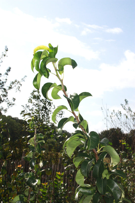 Poirier Passe-Crassane