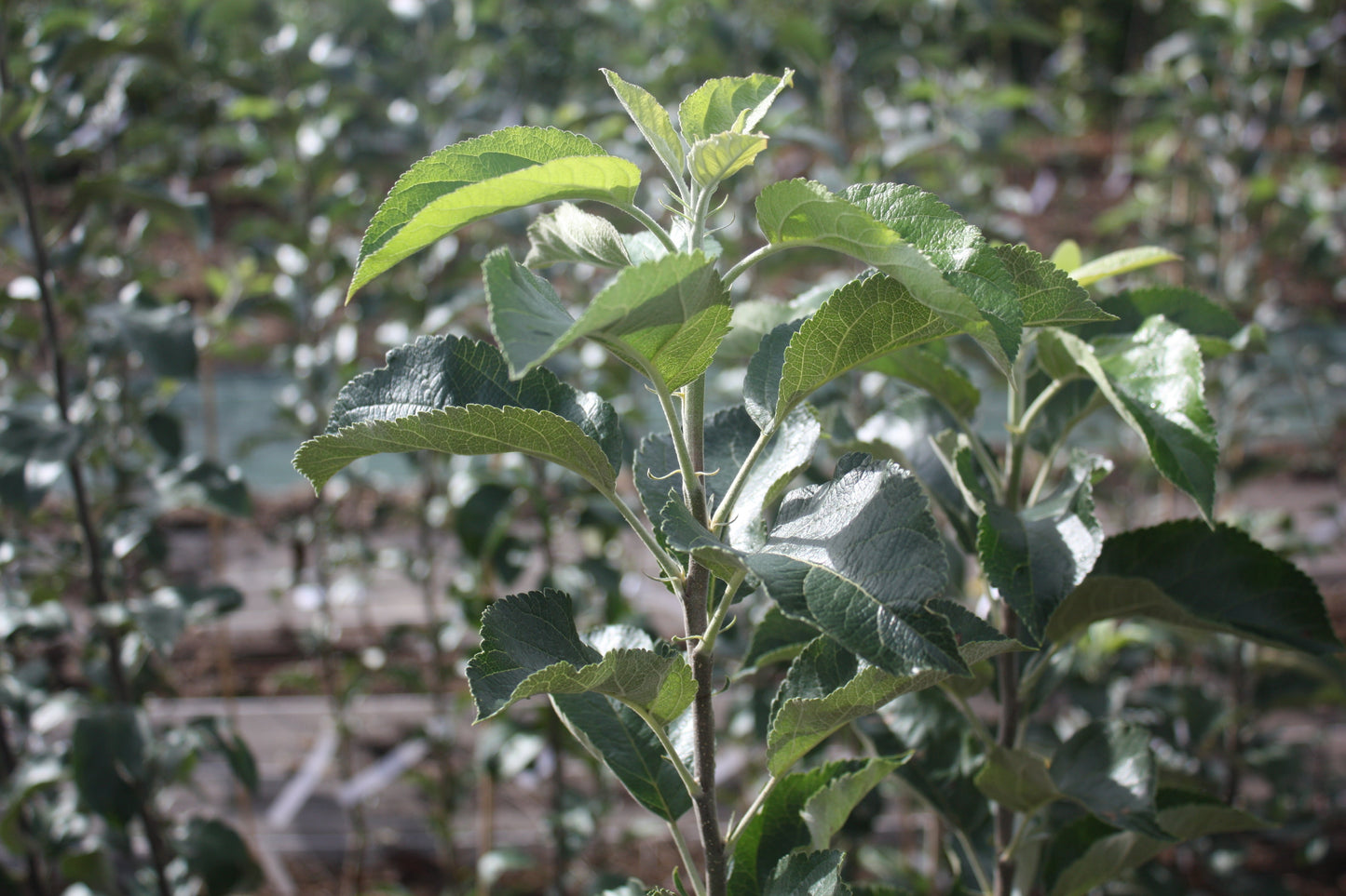 Pommier Reinette de Bailleul