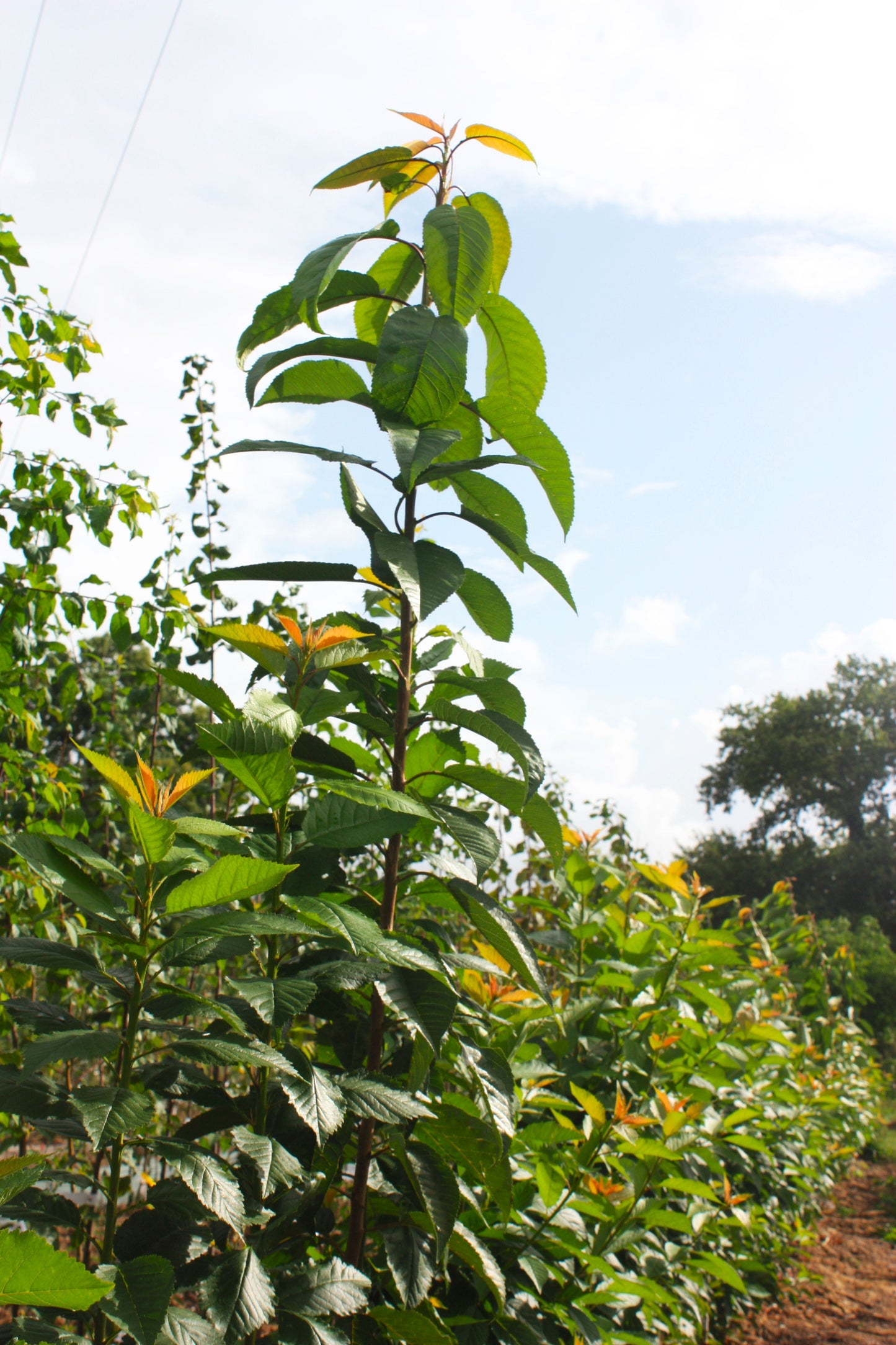 Cerisier Géant de Stark