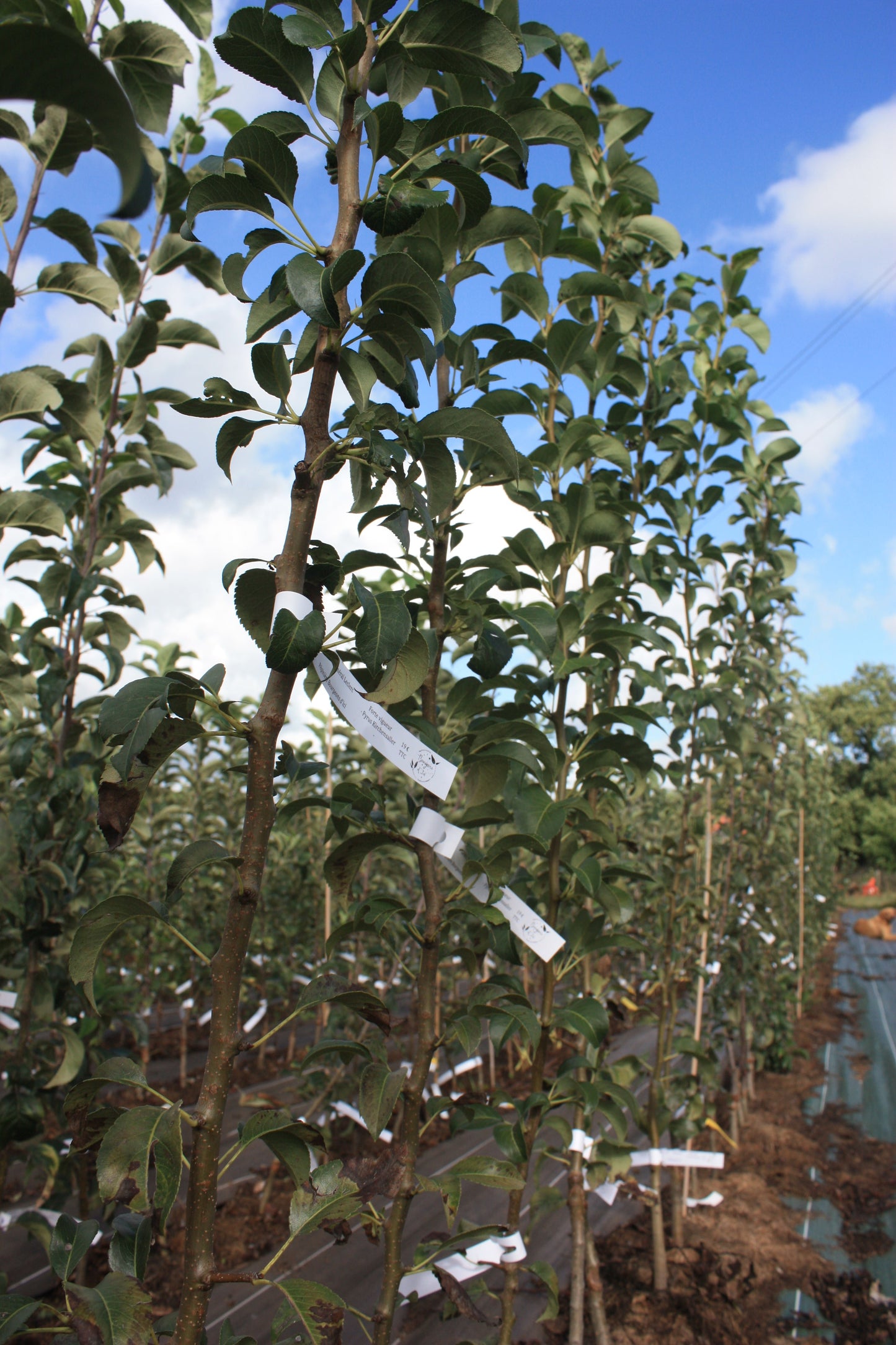 Poirier Louise Bonne d'Avranche