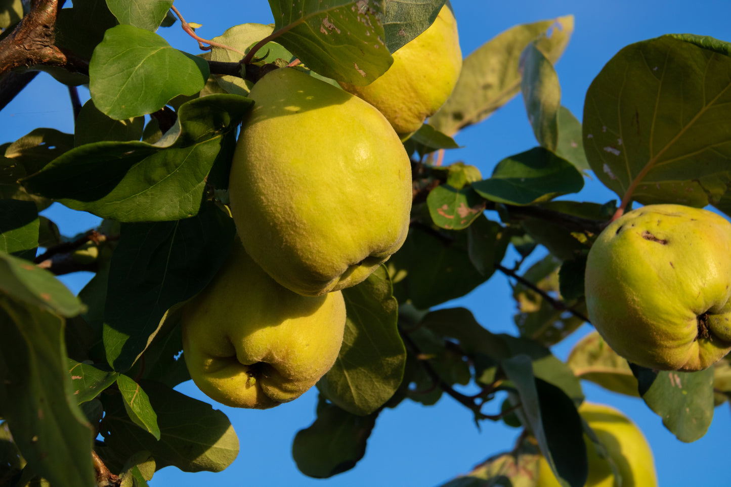 Cognassier Aromatnaya