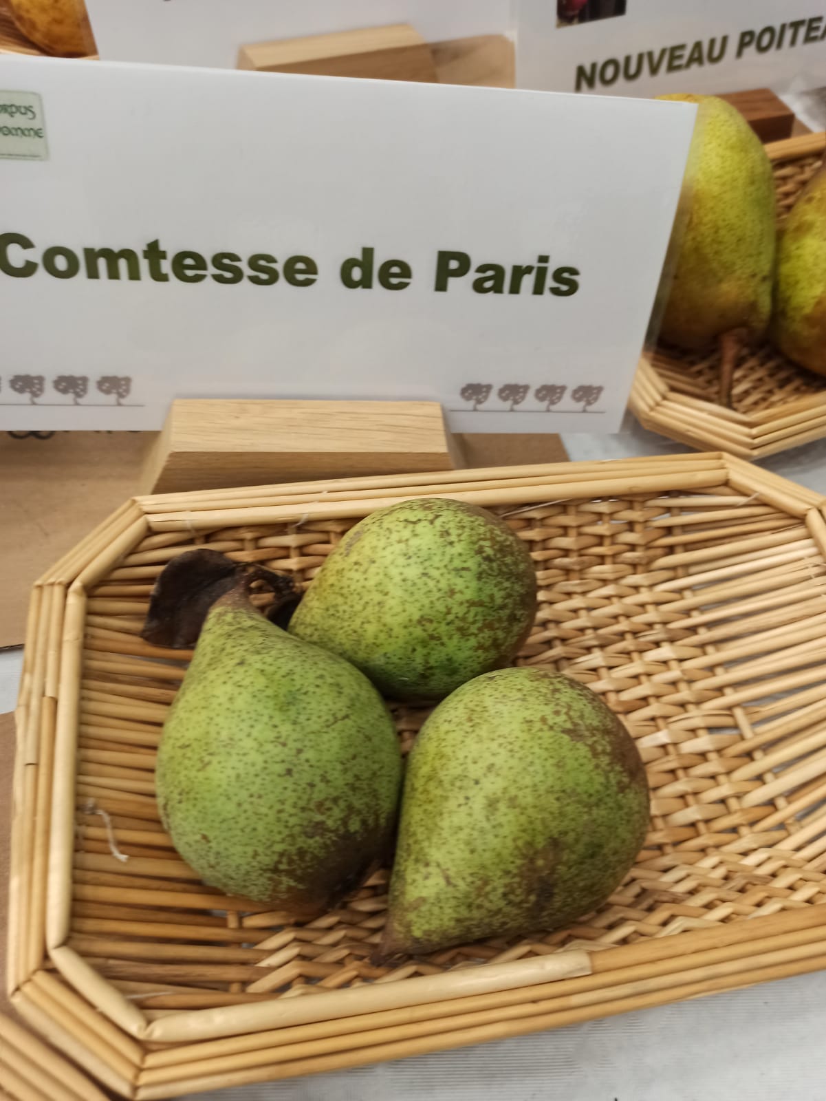 Poirier Comtesse de Paris