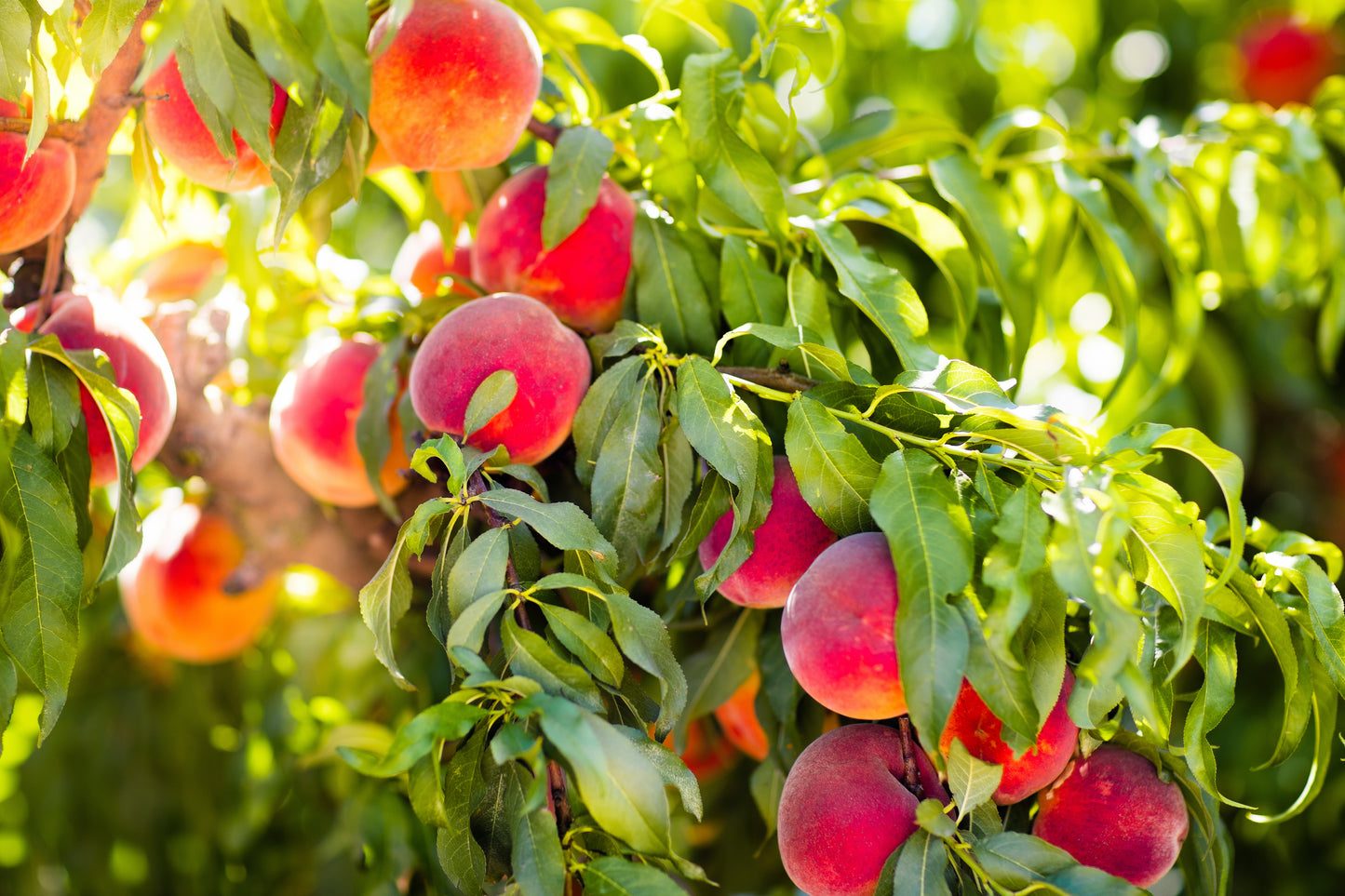 Pêcher Nectarose (Nectarine)