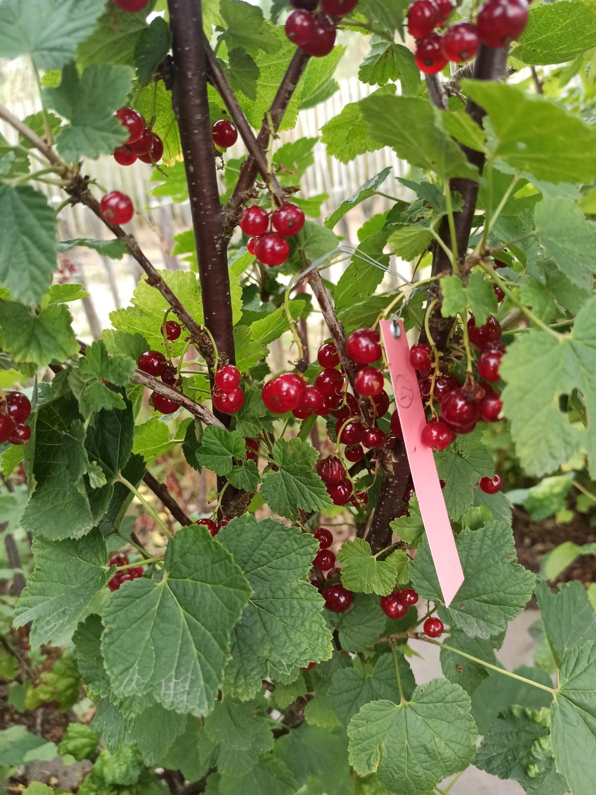 Groseiller Rouge