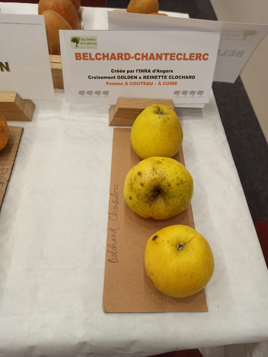 Pommier Belchard