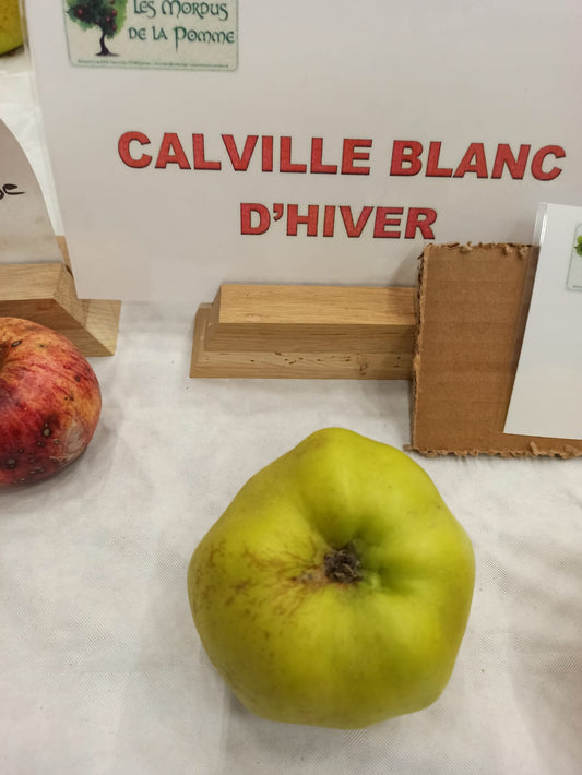 Pommier Calville blanc d'hiver