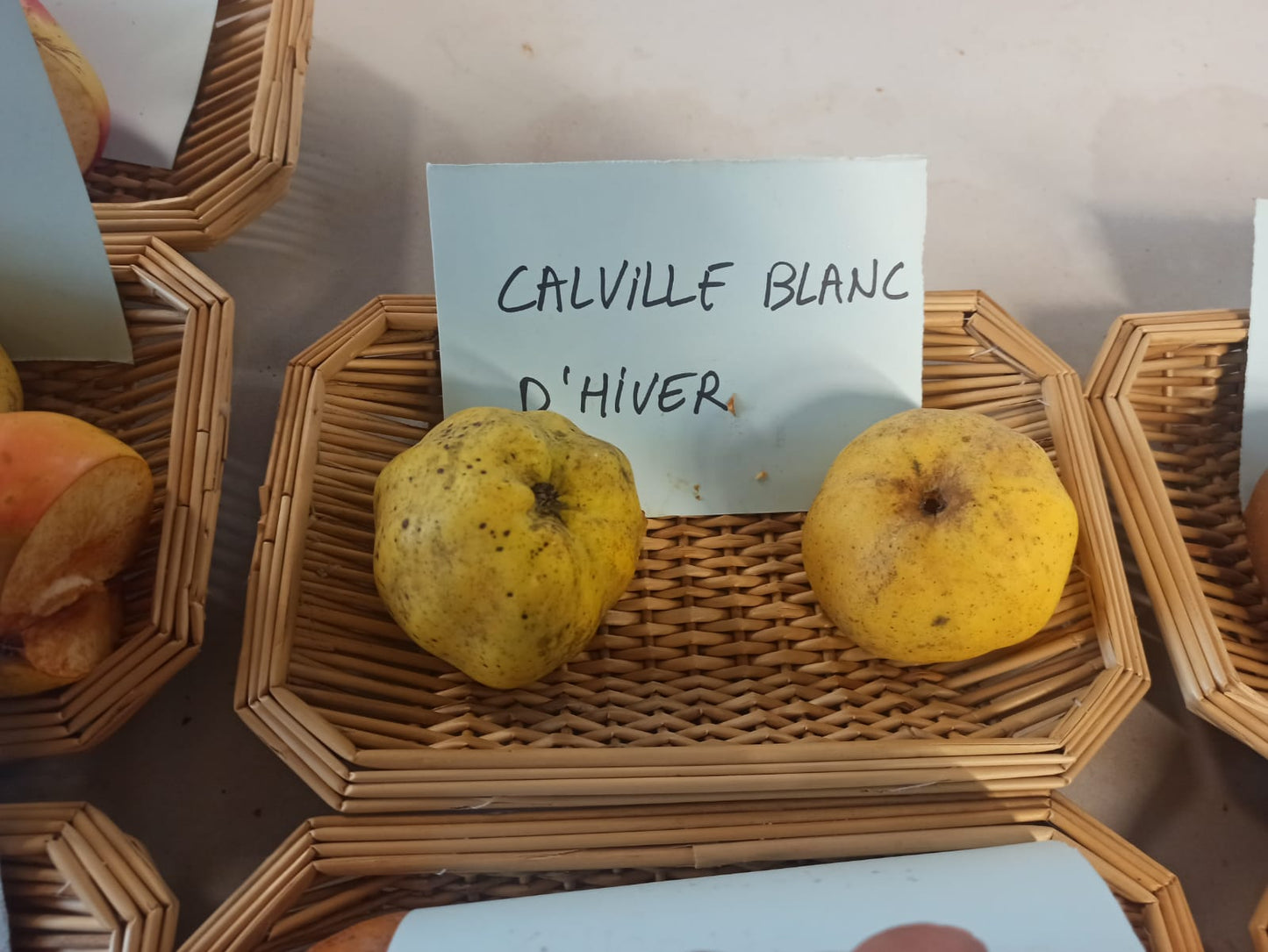 Pommier Calville blanc d'hiver