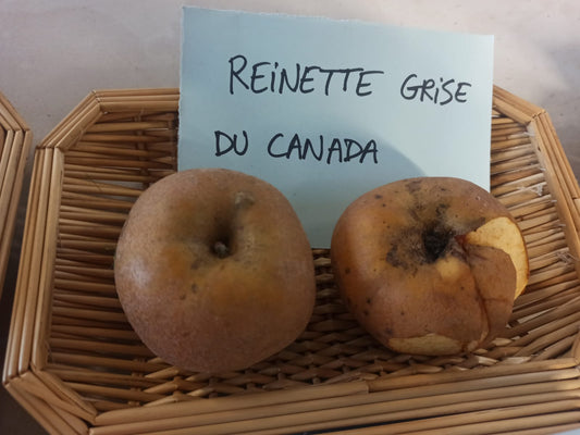 Pommier Canada grise