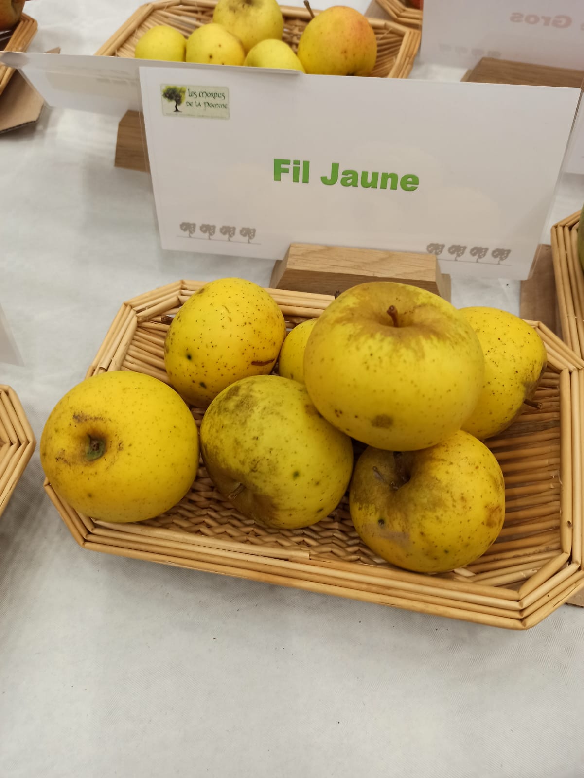 Pommier Fil jaune