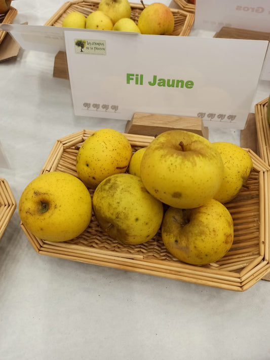 Pommier Fil jaune