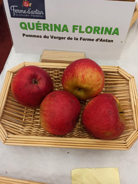 Pommier Florina Querina