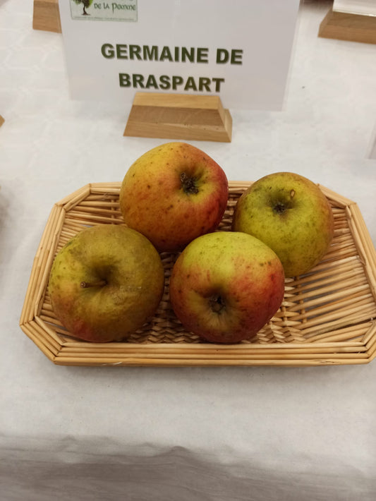 Pommier Germaine de Braspart