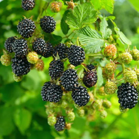 Mûrier sans épine