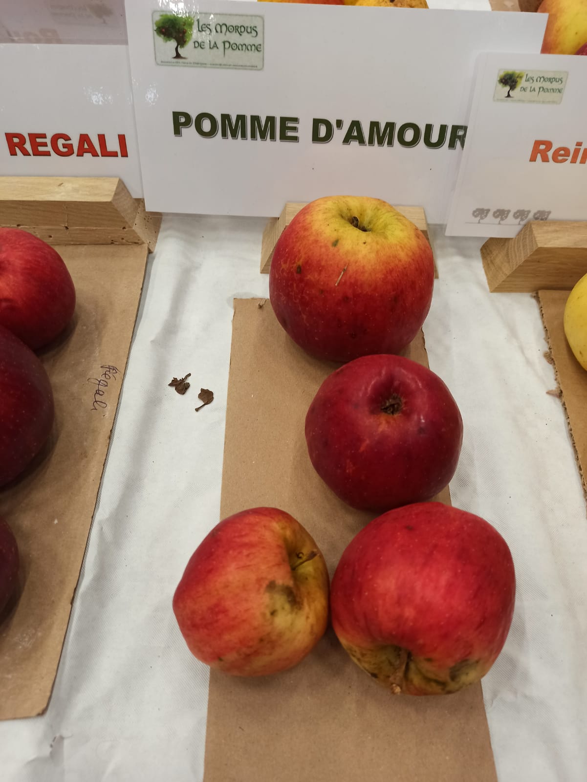 Pommier Pomme d'amour