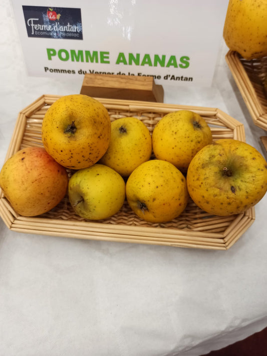 Pommier Reinette Ananas