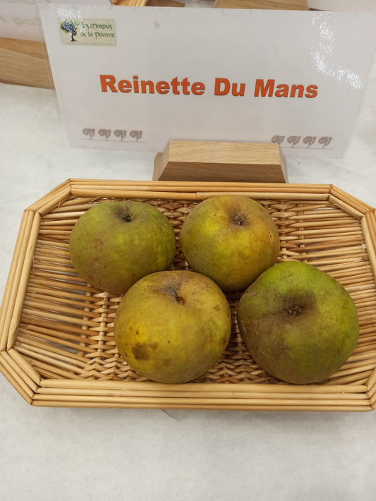 Pommier Reinette du Mans