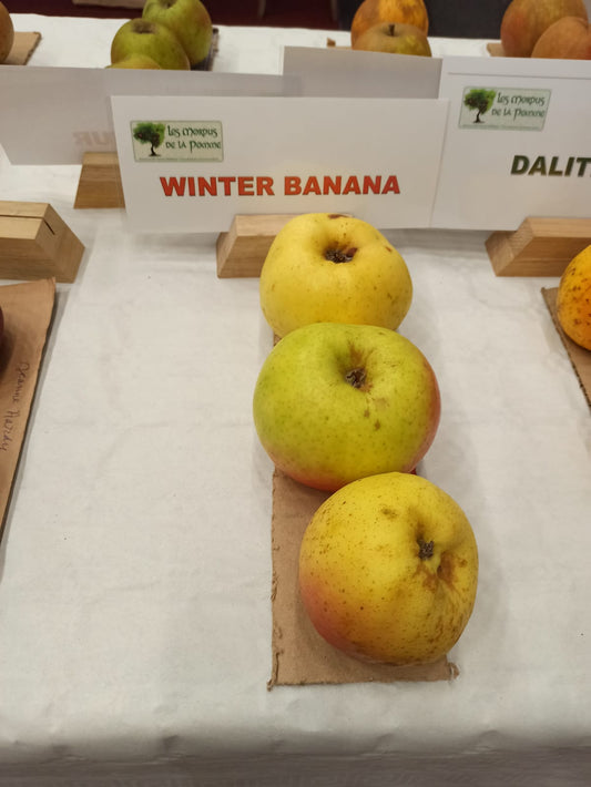 Pommier Winter banana