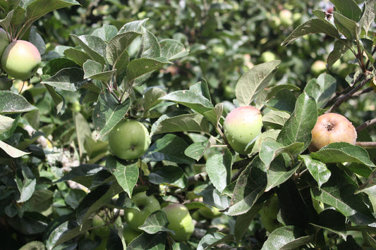 Pommier Reine des reinettes B.