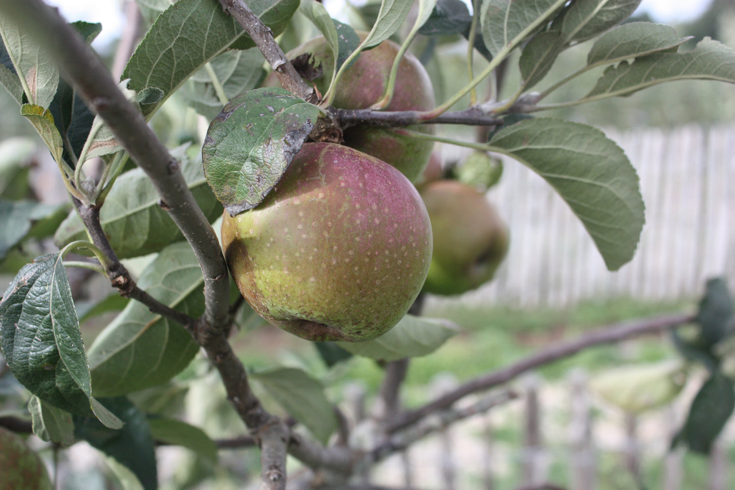 Pommier Reinette grise de Lorient